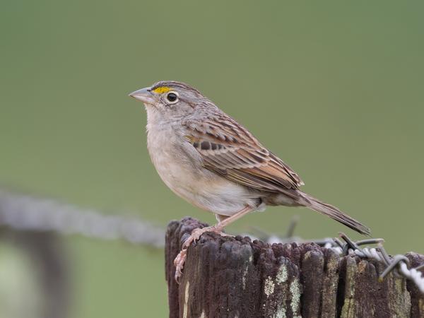 Graslandgors (Ammodramus humeralis)